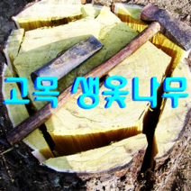 고목 껍질부위 생옻나무 참옻나무 옻껍질 옻나무 옻닭용 황금들녘나라, 껍질부위 생옻나무 12kg
