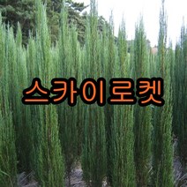 스카이로켓향나무키50CM 포트묘 1그루 나무 묘목 문그로우나무