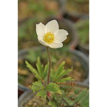 꽃대 사계바람꽃 / 사진촬영 2023년 3월 1일