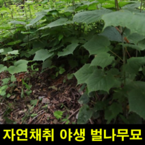 지앤제이 고씨네 벌나무묘목 3년생 자연산벌나무 벌나무 산청목, one color, free