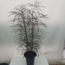 콩플라워 아라리오 대품 높이 100~120