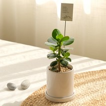 [plant] 크루시아 식물화분set (메세지택선택), 1.응원, 1개