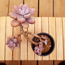 아메치스 동글이 미인 다유기 다육 가을식물1꺽1두1자-120, 단품