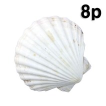 가리비 조개껍질 가공 껍데기 8~12cm 8개 묶음 바닷가 소품 모래사장 장식 바다 해변 꾸미기