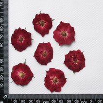 압화diy 압화공예 30pcs 말린 된 중국 장미 꽃 식물 쥬얼리에 대 한 식물 표본 상자 책갈피 스크랩북 전화, 05 dark red