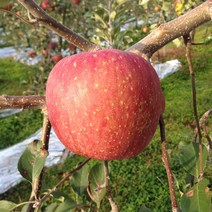 애플팜스 고랭지 거창사과 부사 정품 대과(선물용), 1박스, 5kg 정품 대과 9-11과
