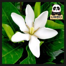 (나무판다) 열매치자나무 묘목 4치포트 2주묶음, 열매치자 4치포트 (2주묶음)