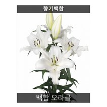 백합 오라클 2구/향기백합/구근판매