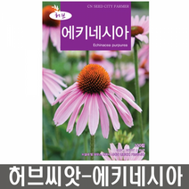 에키네시아 100립 허브씨앗