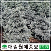 [대림원예종묘] 은청가문비 베이비블루 3리터포트(C3), 베이비블루3리터포트(C3)