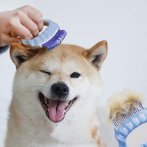 강아지 고양이 조개빗, 조개빗(블루), 조개빗(블루)