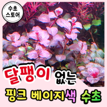 [수초스토어] 검역 루드위지아 오발리스 핑크 3촉 / 구피 새우 어항 수초 쉬운 예쁜 은신처 중경 후경 초보 풍성한 쉬운 은신처 흑사 붉은 무이탄 치어 베타 열대어