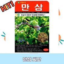 만삼 씨앗 1000립 GR1