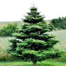 묘목/구상나무 약H0.4m[분] KS230