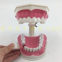 치아모형 인체모형도 치과기구 실리콘몰드 인체모형 양치교구 재료상 6배, 입 2배 확대(아래 치아 탈착 가능)