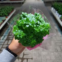 가홈플라워 바질 화분 모종 허브식물 인테리어 향기나는식물