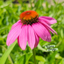 에키네시아 베리롱핑크 [4포트](복남이네 야생화 모종 에키나시아 echinacea), 1개