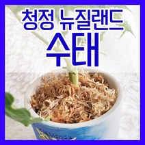 뉴질랜드 청정수태 100g 호접란 풍란 양란 난 분갈이 삽목 뉴질랜드산
