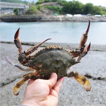 연평도 가을 활꽃게 숫꽃게 1kg 산지직송, 1박스, 숫꽃게 1kg(3-5미)