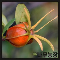 (나무농장) 열매치자 키 60cm 내외 분