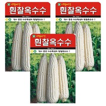 흰찰옥수수 3개입 씨앗 옥수수씨 잡곡, 1개
