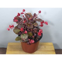 [나랑너랑꽃]베고니아 - 셈퍼플로렌스 더블릿 레드 (12cm 포트 팝콘)