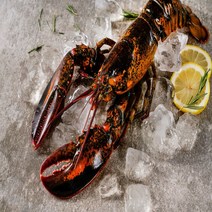 프레시어글리 항공직송 다양한 크기 활 랍스터 500g 600g 700g 1kg, 600g 내외