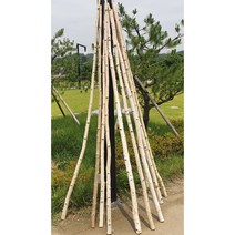 자작나무일자 바용기둥 행인플랜트 가랜드만들기 꽃걸이, 5cm이상~6cm 미만
