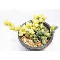 [벽어연금] 홈가드닝 분재 선인장 키우기쉬운 아프리카 다육이 공기정화 특이한 귀여운 예쁜 희귀한 인테리어 생일 소형 작은 개업선물 리톱스 코노피튬 식물키우기