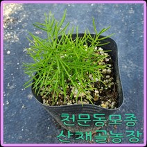모종이야기 천문동 모종 2년생 9센티컵포트 1개당 3000원, 30개