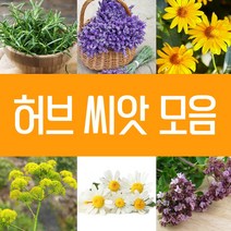 허브씨앗 모음 바질 페퍼민트 라벤더 레몬밤 캣닙 타임 마가렛 카모마일 호로파 회향 히솝 보리지 벨가못 세이보리 마조람 식용허브 꽃 씨 종자 파종 재배 키우기 모음, 24.레몬밤씨 1g