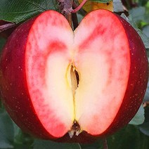 묘목/속 빨간 사과 엔부/접목 1년(M26 왜성대목) KJ112