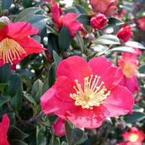 캔들마노 [ 프래그런스오일 ] 카멜리아 Camellia _ 동백향 동백꽃향, 20ml