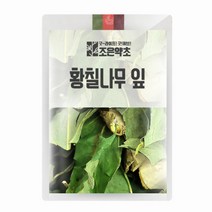 황칠나무 잎 200g, 단품