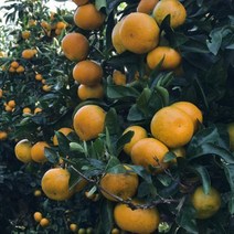새콤달콤 신선한 제주감귤 햇 노지 감귤 4.5kg 대과 / L-2L