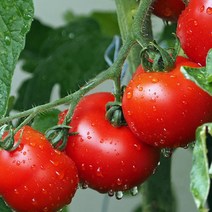 영화청과 특급 국내산 토마토 10kg 요리 즙 주스 소과, 상세페이지 참조