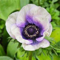 우리화훼종묘(주) 아네모네 구근- 갈릴리 바이칼라 블루베리, 1개