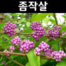 좀작살 키100cm 5개/나무 묘목/꽃나무/울타리경계수/공원수