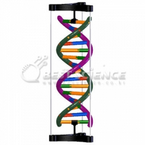 [디엔에이모형] DNA 이중나선구조 입체모형 (젠)