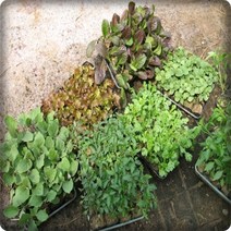 채소모종 상추 깻잎 삼채 토마토 수박 참외 콩 고추 호박 오이 기타채소모종, 호박10