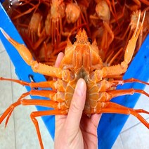 [빠른 배송] 독한할인!! 가성비홍게 6kg (17~20미) 실속형홍게 프리미엄홍게 (빠른배송), 실속형 홍게 3K (10~12마리)