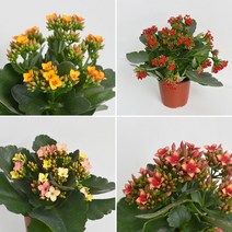 칼랑코에 카랑코에 가랑코에 식물 소형 모종 공기정화식물 생화 칼란코에 다육식물 꽃모종, 옐로우 1개