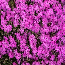 JPL343387[콘티고#]홍설 30본(개) 꽃잔디