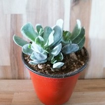 인플랜츠팜 은파금군생 다육 목질화 반려식물 공기정화식물