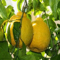 귤나무(한라봉)/접목2년/묘목/k0712