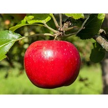 산지직송 달달농산물 꿀사과 경북 충북사과 부사 가정용못난이 초특가세일 10kg~, 10.가정용(못난이)10kg 대과, 대과