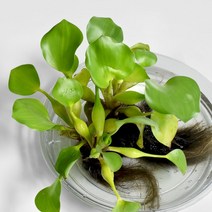 부레옥잠 부상수초 키우기 수생식물 마이플랜트, 3뿌리