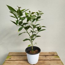 30~50cm 찐 레몬나무 중품 149