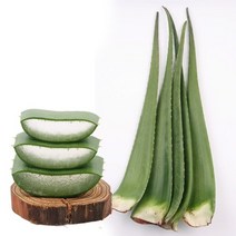 지투지샵 생 알로에 베라 10kg