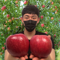 보조개 아리수 홍로 청송 감홍 부사 안동 못난이 사과 특대과 10kg 선물용 제사 제수용